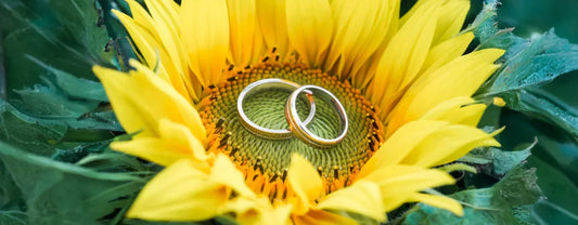 Sonnenblume mit Ringe